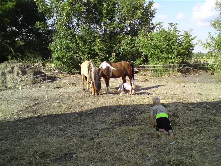 Pinto django - de kære børn  billede 14