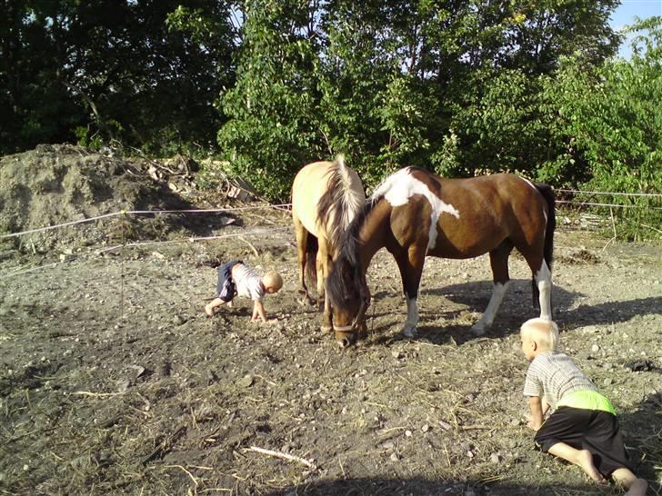 Pinto django - så er der liv på folden igen billede 15