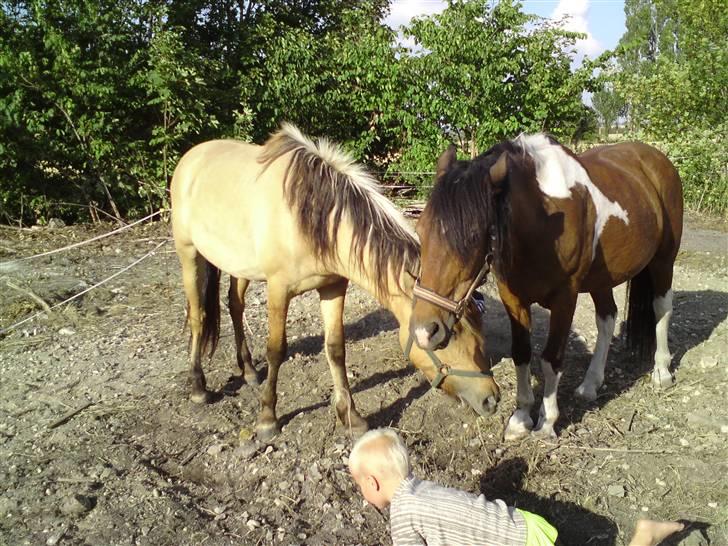 Pinto django - ja jeg holder meger af rolige heste  billede 16