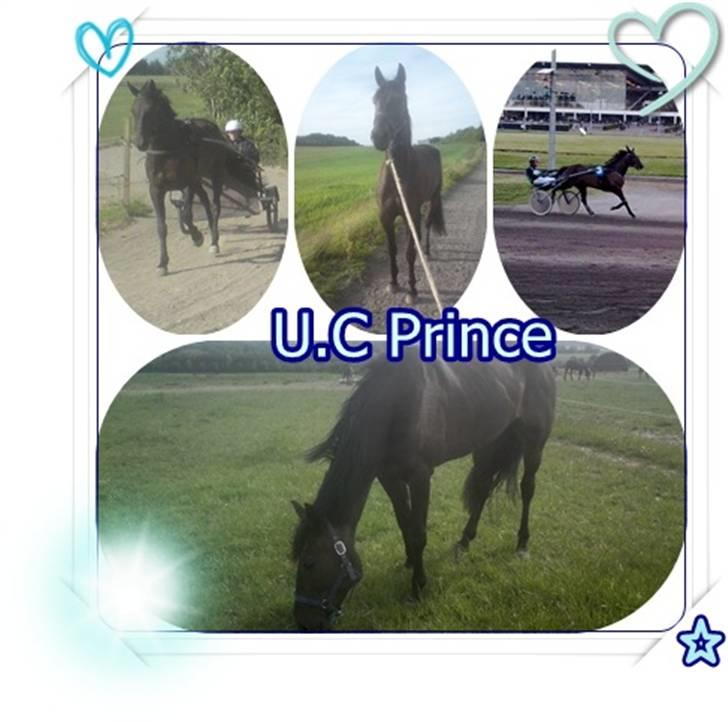 Traver U C Prince  (Solgt) - tjaa en masse billeder.hehe billede 5