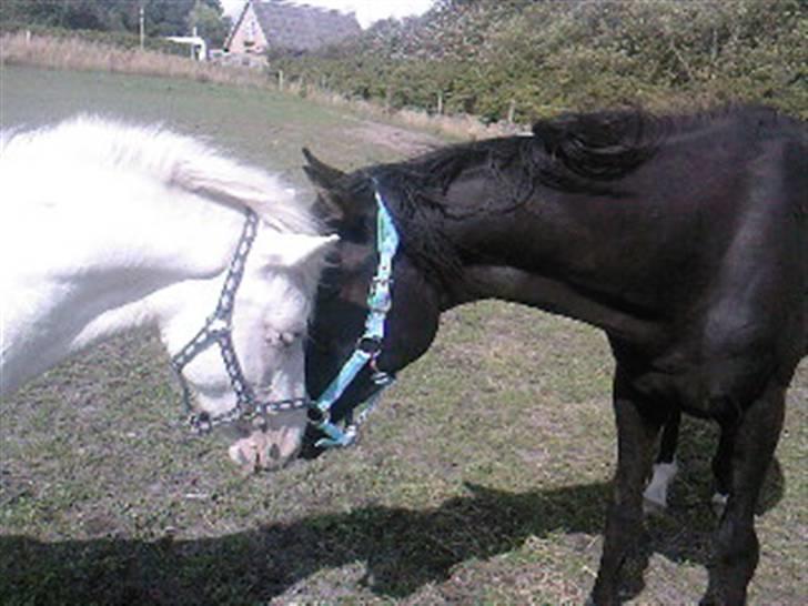 Anglo Araber (AA) Quenzy *R.I.P* - Ny ven: Sigge. Den 19. juli 2009 billede 17