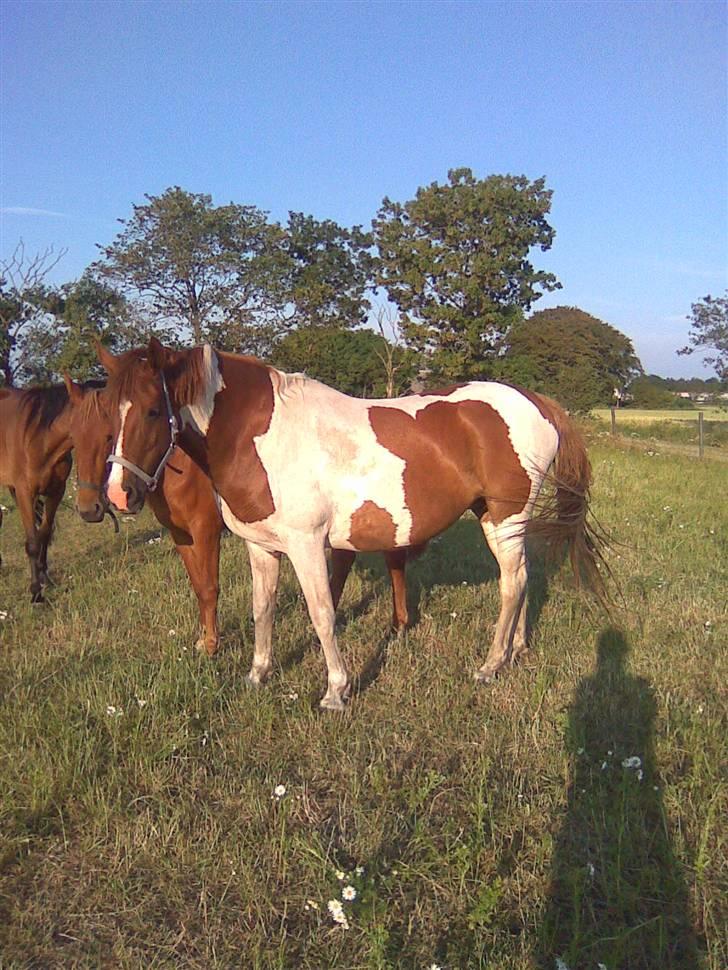 Pinto Sunlight  billede 1