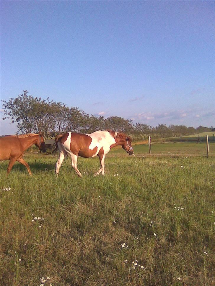 Pinto Sunlight  billede 2