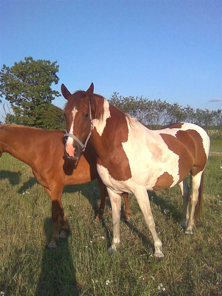 Pinto Sunlight  billede 3