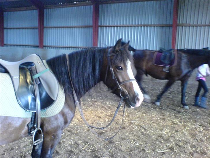 Welsh Pony (sec B) Sunshine Solgt /red hende - Velkommen til Sunshine´s profil (:  billede 1