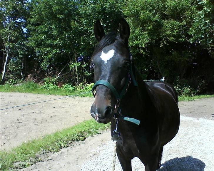 New Forest Løgtholt's Orlando - Orlando som 3 års billede 4