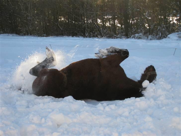 Dansk Varmblod Luna Ninni † 5 novembver 2011† - Luna Ninni i sneen, Januar 10 :-) billede 18