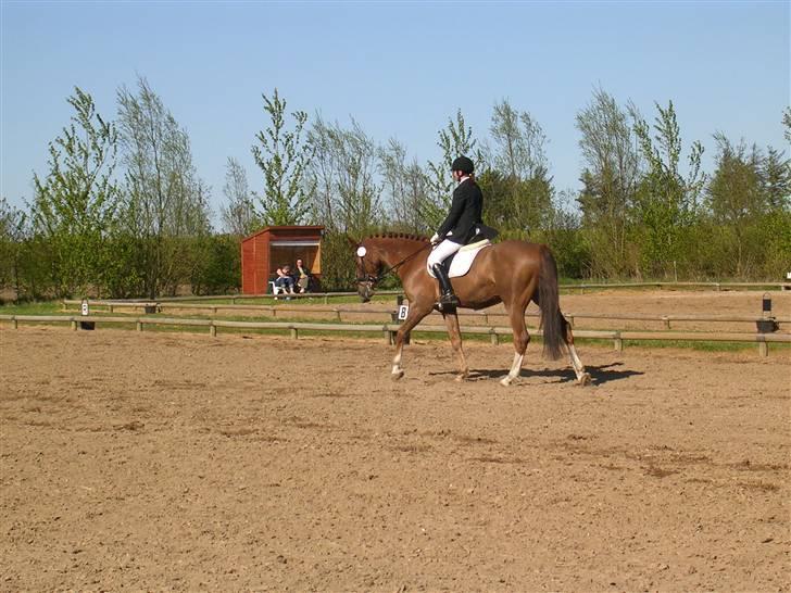 Anden særlig race Jumping Jack Flash R.I.P - line og jumping billede 7