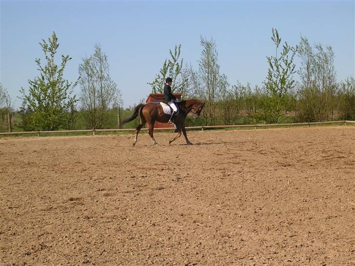 Anden særlig race Jumping Jack Flash R.I.P - line og jumping billede 8