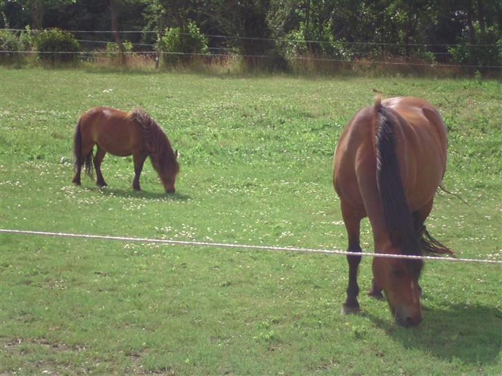 DSP Bruno | B-pony | (Solgt) - Her er jeg på græsfolden sammen med flokken og lille Mitzi kom lige med :P billede 18