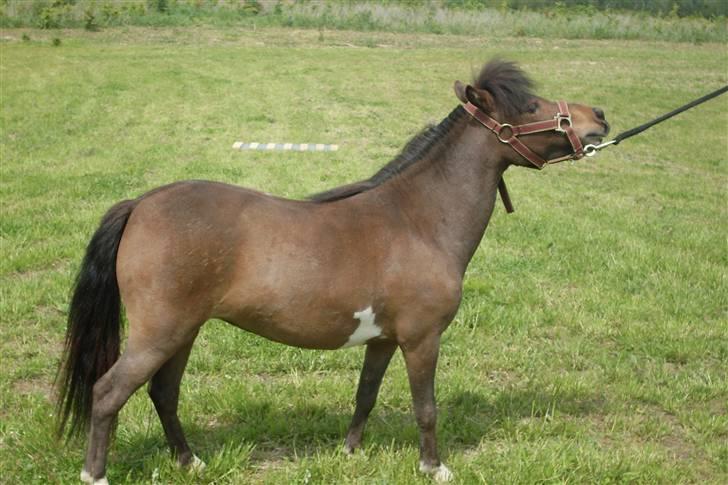 Miniature Diamond mm. billede 18