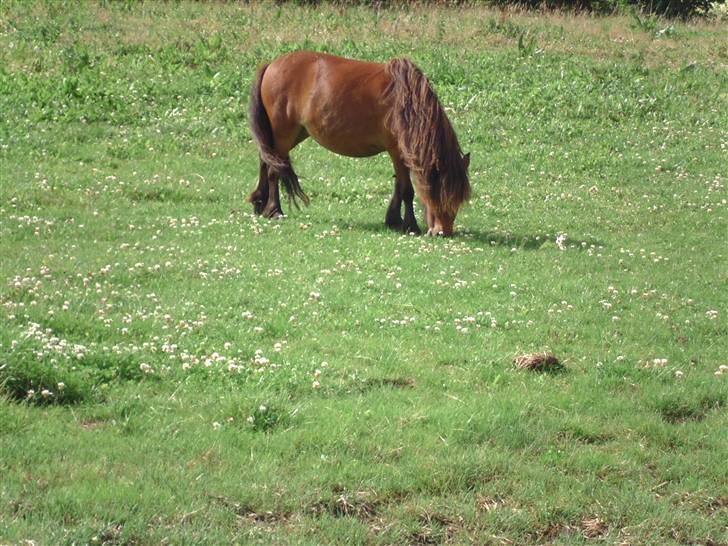 Miniature Mitzi<33  | | Solgt | | - Her er jeg på græsfolden ;) Foto: Mig billede 3