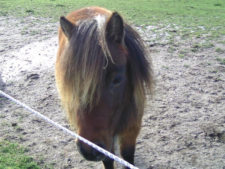 Miniature Mitzi<33  | | Solgt | | - Cute el. bare mega cute??<33 foto: Miiq<33 billede 4