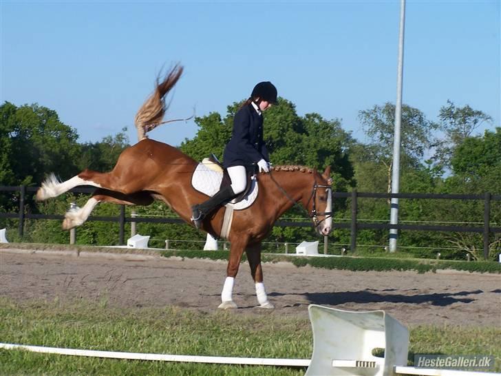 Anden særlig race lille fod - go tider go tider :) emma er fotograf :) på alle stævne billederne billede 1