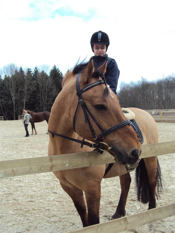 New Forest Elvis - utrolige pony :´) foto: Cecilie L billede 7