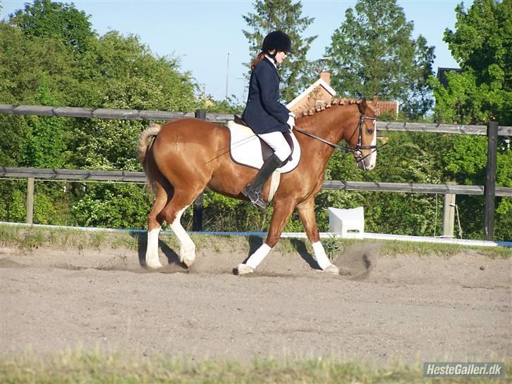 Anden særlig race lille fod - LC3 :) billede 2