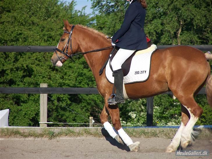 Anden særlig race lille fod - gallop gallop :) billede 3