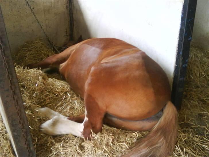 Anden særlig race lille fod - hesten er væltet ;) billede 11