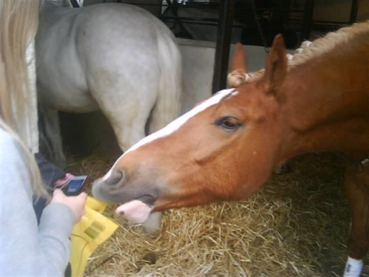 Anden særlig race lille fod - har du noget godt??? billede 12