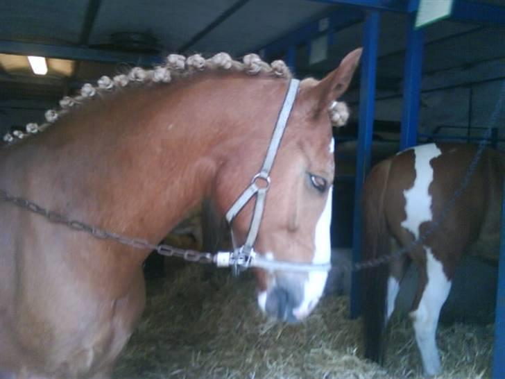 Anden særlig race lille fod - se jeg er dygtig :P billede 13