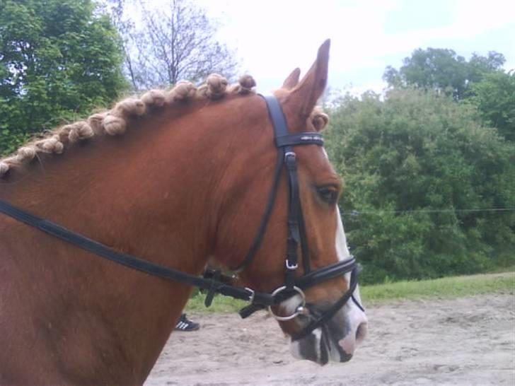 Anden særlig race lille fod - lige efter stævnet ;) billede 15