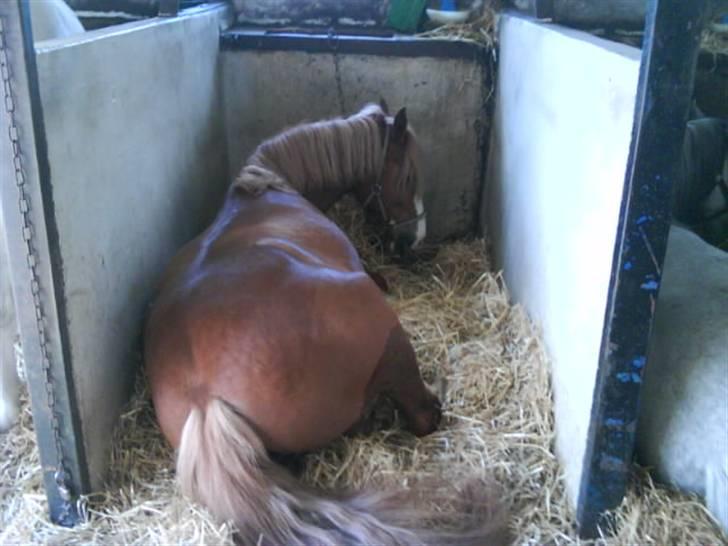 Anden særlig race lille fod - han var træt :) billede 16
