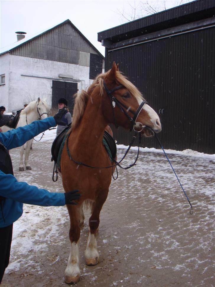 Anden særlig race lille fod - han tog pisken :P billede 17