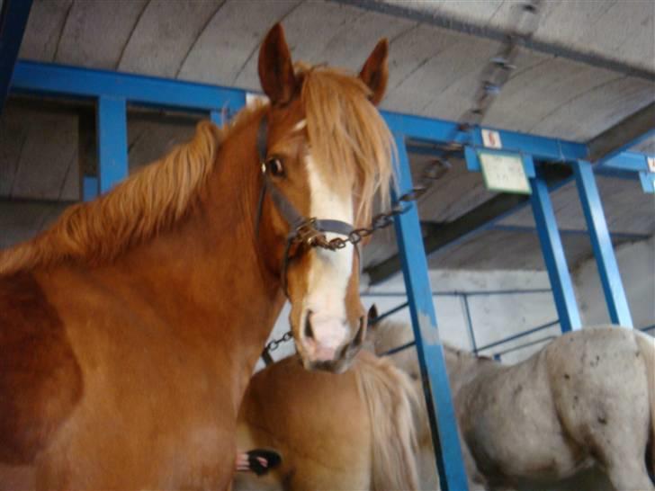 Anden særlig race lille fod - han er opmærksom ;) billede 18