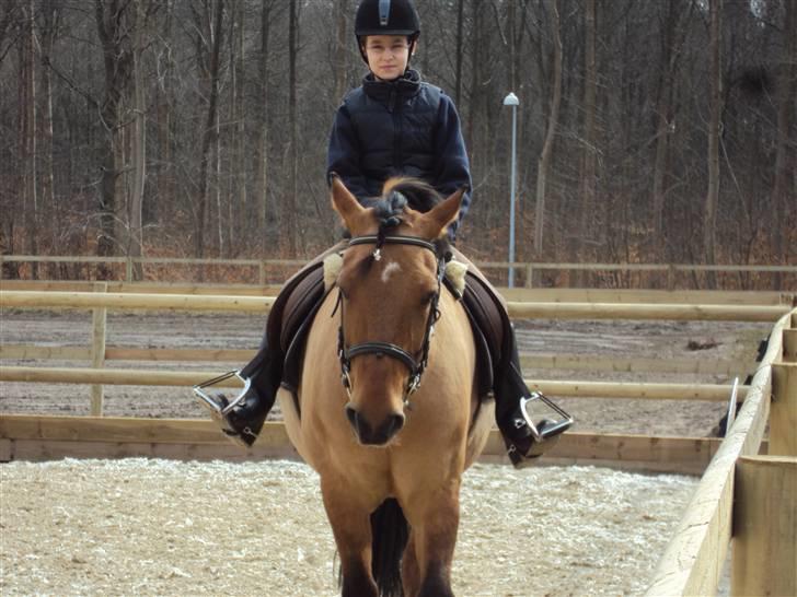 New Forest Elvis - ridning. foto: Cecilie L billede 10