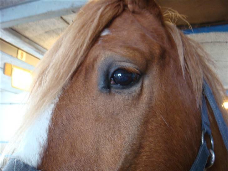 Anden særlig race lille fod - du er fin :) billede 19