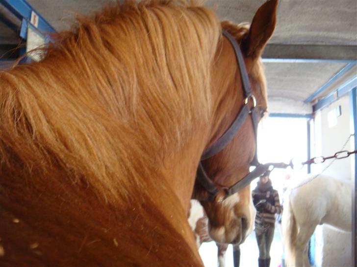 Anden særlig race lille fod - i stalden ;) billede 20