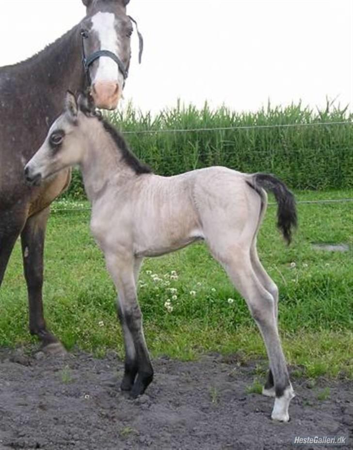 Knabstrupper Roosgårdens Frønse *redet - frønse og henes føl billede 17