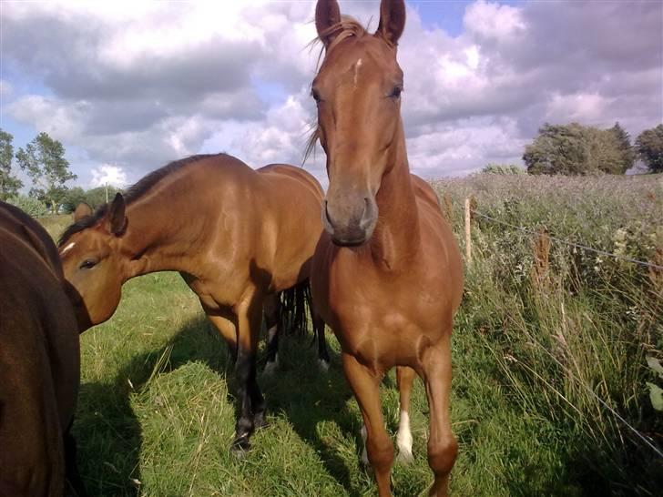 Anden særlig race Lemans   (SOLGT) - Synes selv det billede er godt:) billede 11