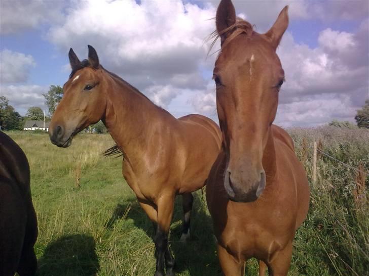 Anden særlig race Lemans   (SOLGT) - Er han ikke smuk?:) billede 12