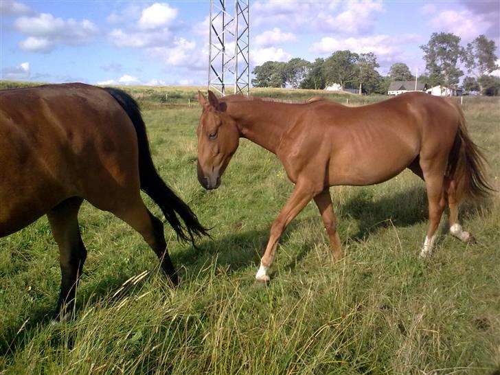 Anden særlig race Lemans   (SOLGT) - Så gider han ikke mere:) billede 13