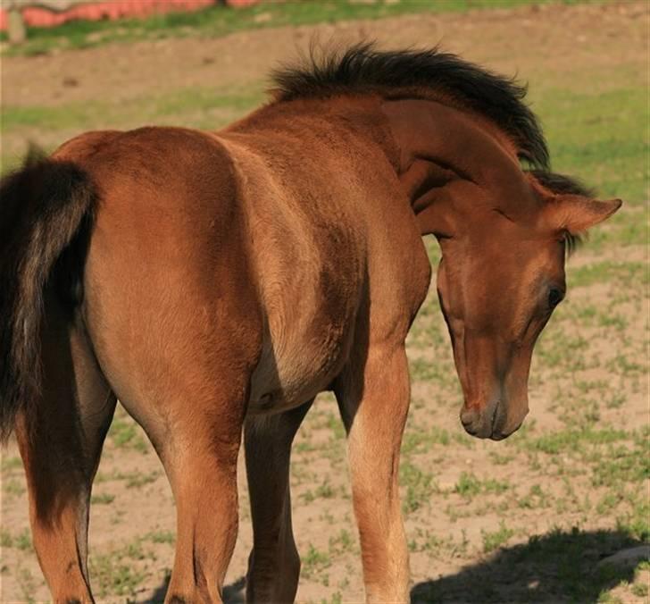 Arabisk fuldblod (OX) Vix Sultana D. - SOLGT -  billede 7