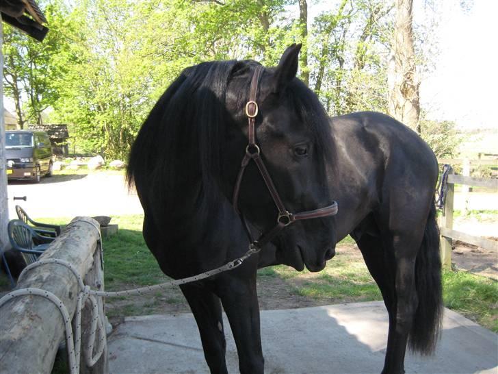 Lusitano A-Furia - A-Furia april 2009 billede 8