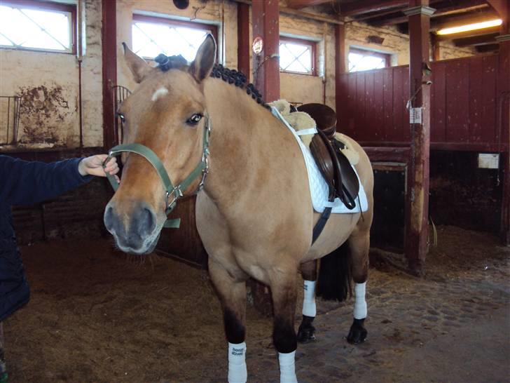 New Forest Elvis - stævne klar. Foto: Stine billede 11