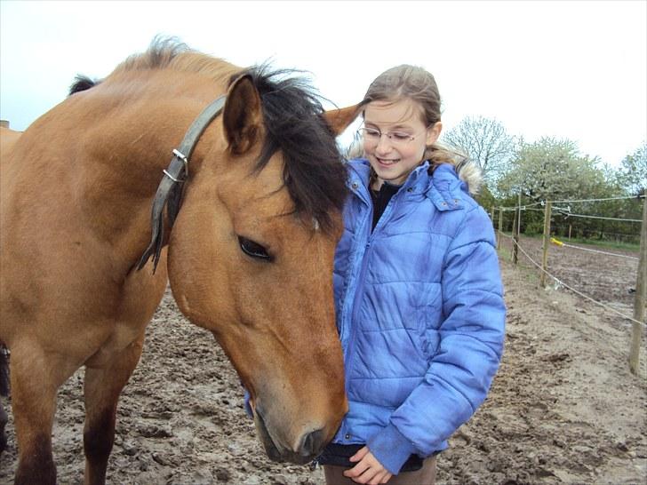 New Forest Elvis - PONY DU BETYDER ALT I MIT LIV! Foto: Elvira billede 12