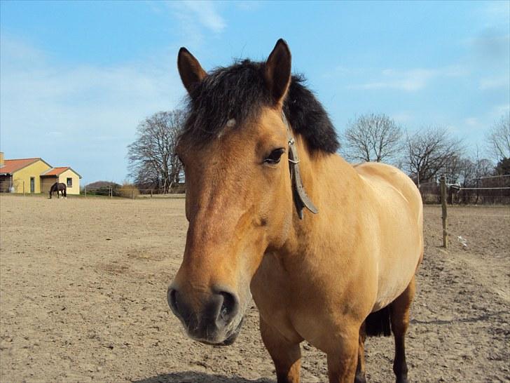 New Forest Elvis - hr. lækkersen <3 foto: mig billede 14