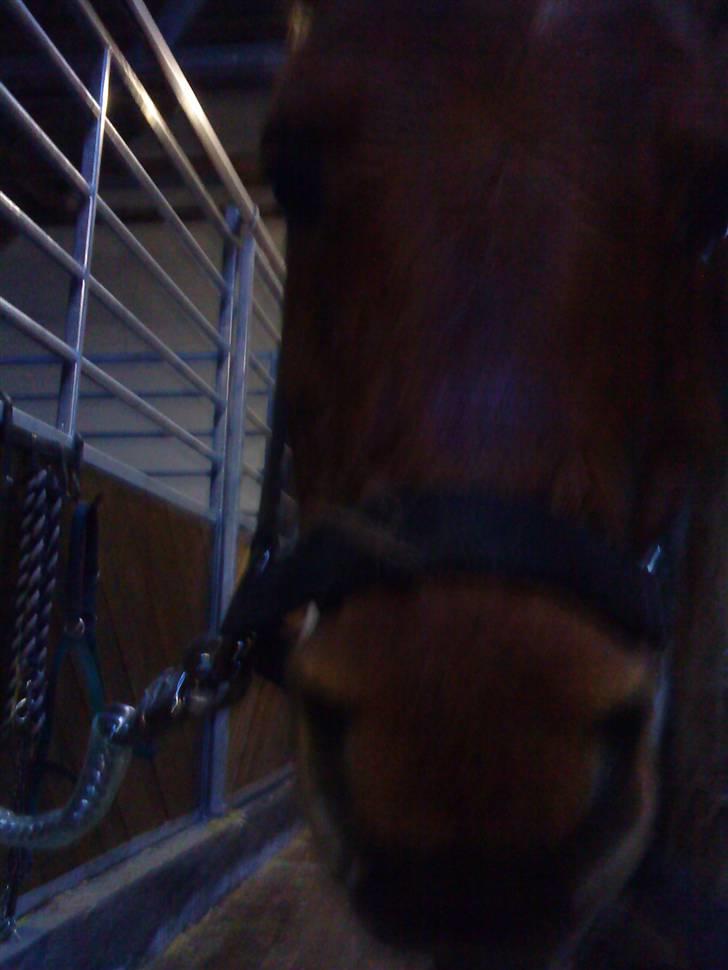 Anden særlig race Ridder Rust (Buster) - Busters ansigt. billede 7