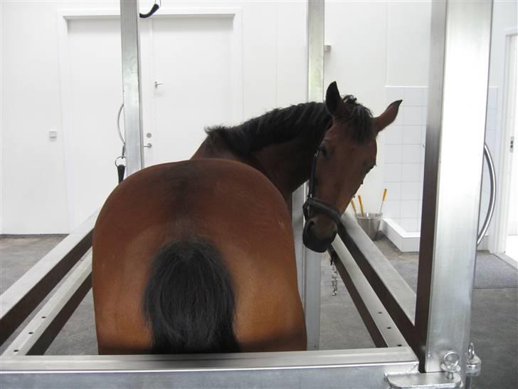 Anden særlig race Nørremarks Dunja billede 16