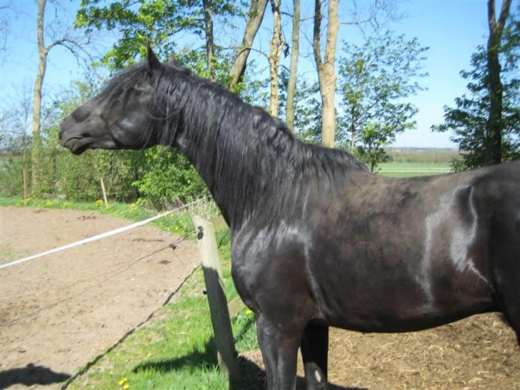 Lusitano A-Furia - A-Furia på folden april 2009 billede 9