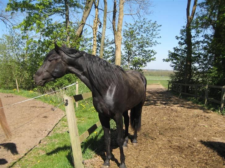 Lusitano A-Furia - A-Furia på folden april 2009 billede 10