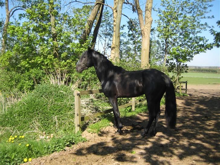 Lusitano A-Furia - A-Furia på folden april 2009 billede 11