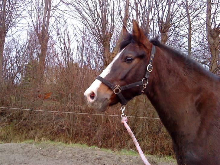 New Forest  Elmholts Heketa - Søde pony<3 Fotograf: Line Heyn billede 7