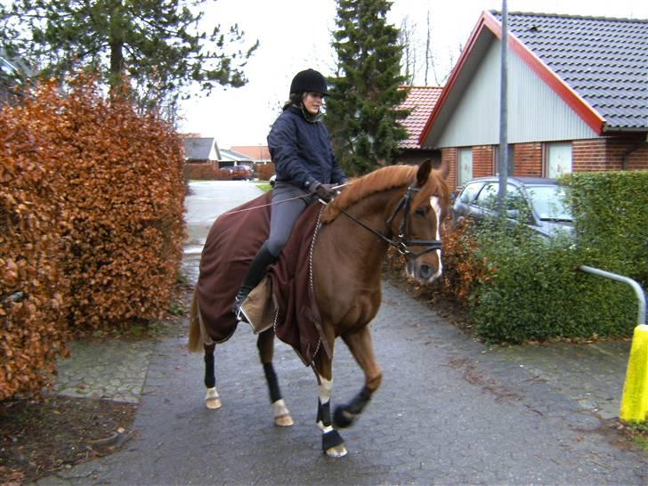 Hollandsk Sportspony Divino Van Stal Romano - divino på besøg hjemme, en kold vinter dag :D billede 19