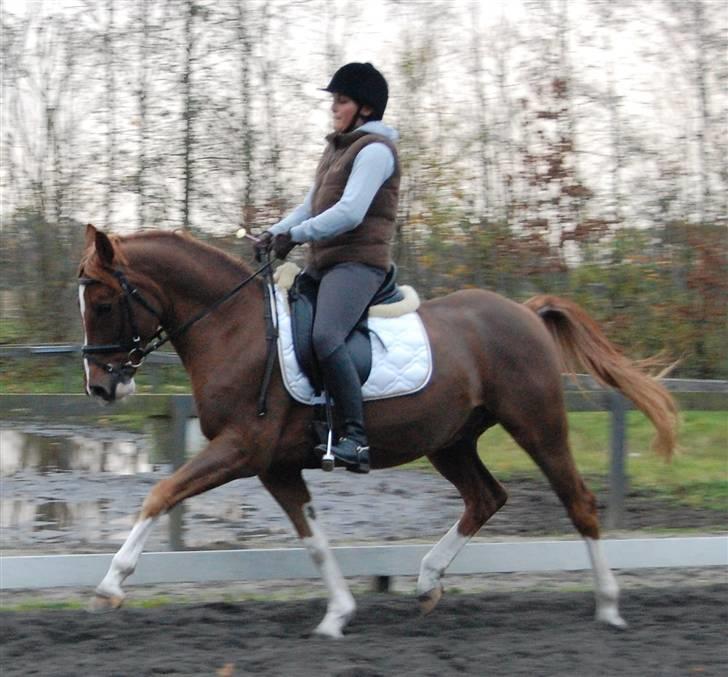 Hollandsk Sportspony Divino Van Stal Romano - salgsbillede. billede 20