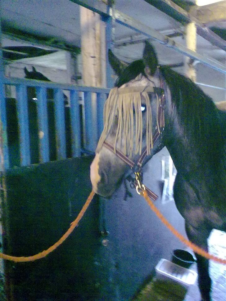 Arabisk fuldblod (OX)  Akeem Balur  billede 6