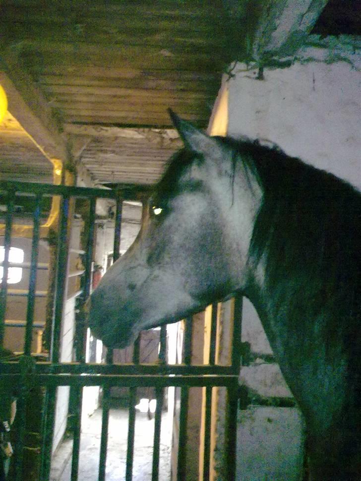 Arabisk fuldblod (OX)  Akeem Balur  billede 7